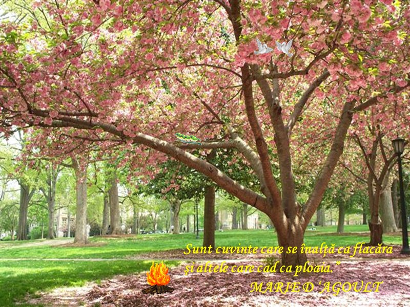 Sunt cuvinte care se înalţă ca flacăra şi altele care cad ca ploaia.” 